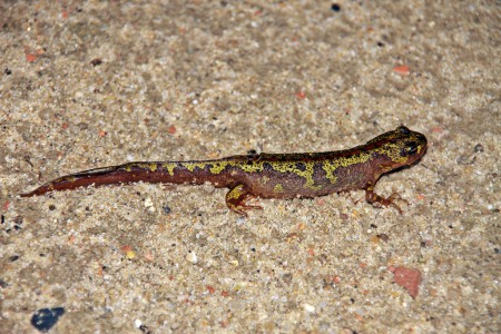 Tritão-marmoreado (Triturus marmoratus) 